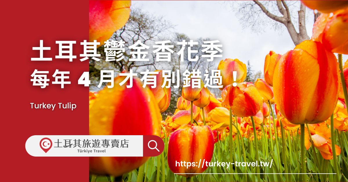 土耳其鬱金香