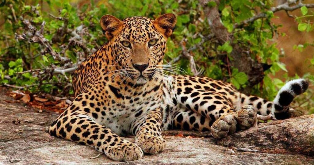 雅拉國家公園探險之旅（斯里蘭卡美蕊沙出發）