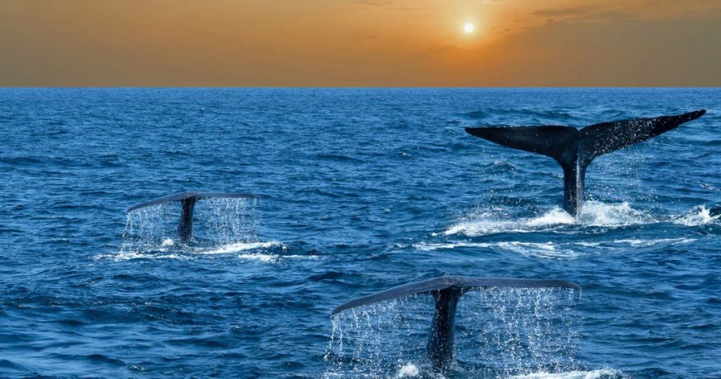 圖片展示了斯里蘭卡美蕊沙海岸外的鯨魚群在夕陽下優雅地拍打海面。這是美蕊沙著名的賞鯨活動,深藍的大海與壯麗的鯨魚群,為自然愛好者帶來難忘的體驗。