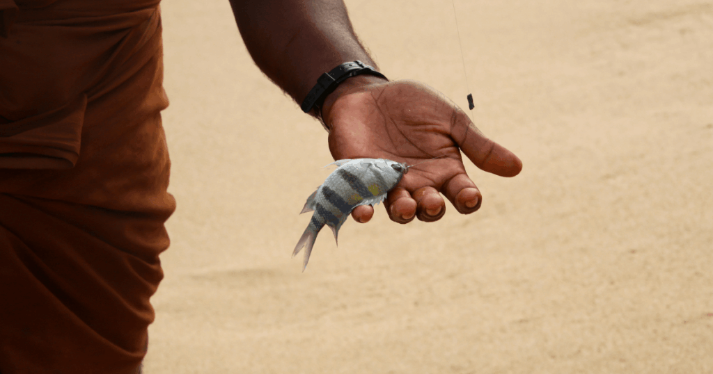 這張圖片展示了斯里蘭卡立竿釣魚傳統方式捕獲的魚，畫面中可以看到漁民手中提著剛釣上來的小魚，背景是金色的沙灘。這種傳統的釣魚方式使得漁民能夠在海中釣魚，同時也體現了斯里蘭卡漁民與大自然的和諧共處。此照片不僅展示了當地獨特的捕魚技術，還表達了該地區的自然美景與文化魅力。