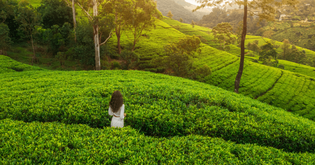 這張圖片展示了一位穿著白色長裙的女子漫步於斯里蘭卡的茶園中，茶園的翠綠色葉片延展至遠方，背景則是起伏的山脈與清新的空氣。這幅畫面呈現出斯里蘭卡茶園的寧靜與美麗，給人一種放鬆和平靜的感覺。