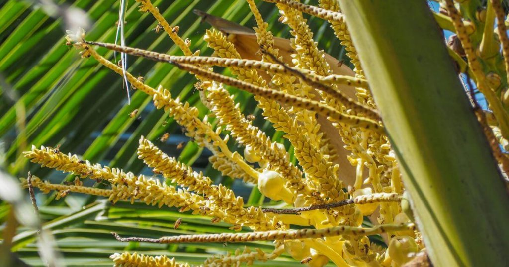 一幅椰子樹盛開花朵的生動圖片,周圍是茂密的綠色棕櫚葉。蜜蜂在黃色花朵間採集花蜜。