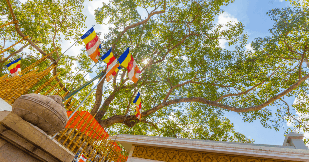 畫面中是阿努拉德普勒的「Jaya Sri Maha Bodhi」闍耶室利摩訶菩提樹,枝葉茂盛,佛教五色旗隨風飄揚,樹下環繞著金色欄杆與信仰裝飾。這棵菩提樹據說是由佛陀菩提伽耶聖樹分株而來,是全球最古老且有人持續朝聖的樹木之一,被視為斯里蘭卡佛教最神聖的象徵。
