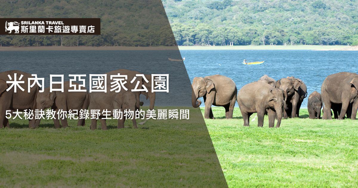 圖片展示了斯里蘭卡米內日亞國家公園內一群大象在草地上悠閒漫步的美麗景象。背景是藍色的湖泊，與郁鬱蔥蔥的綠色環境形成鮮明對比，展現了這個國家公園的自然和野生動物魅力。這張照片象徵著斯里蘭卡旅行中不可錯過的野生動物觀賞體驗。