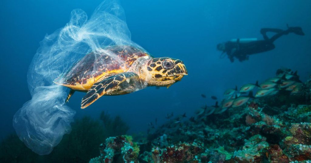 一隻海龜被塑膠袋纏繞在海中，後方有潛水者。此圖展現海洋污染對海洋生物的影響，強調保護海洋環境的重要性。