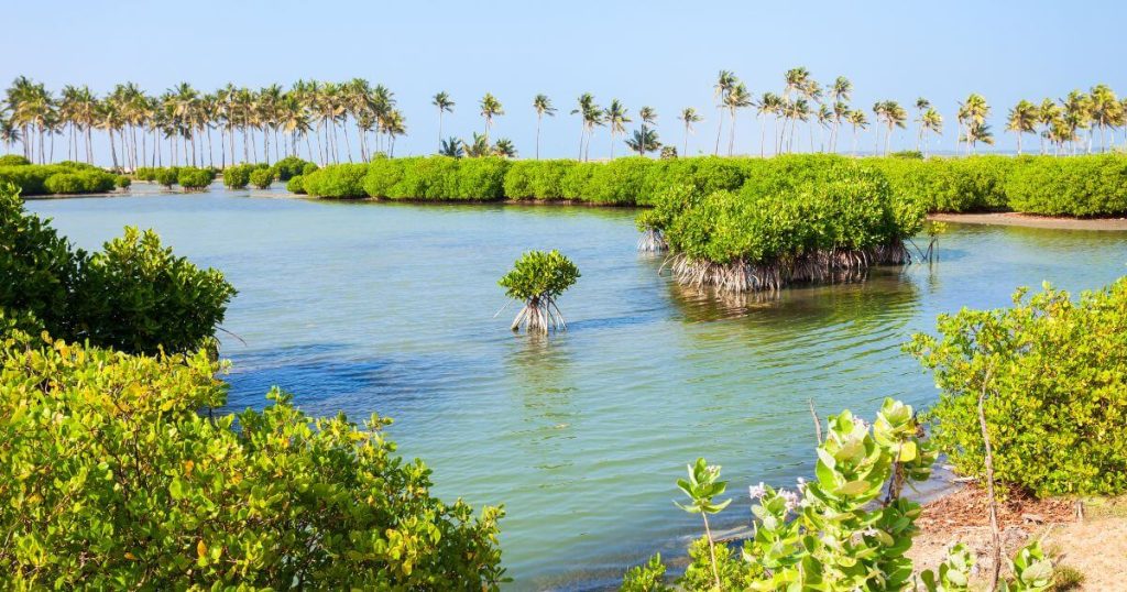 靜謐的紅樹林潟湖位於斯里蘭卡的海岸線,青翠的紅樹林環繞著清澈的潟湖,展現了豐富的生態系統。
