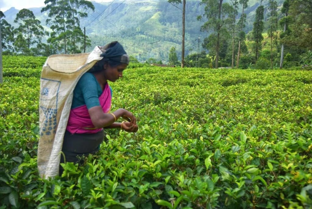 一名茶農婦女穿著色彩鮮明的傳統服飾,在綠意盎然的茶園裡專注地採摘新鮮茶葉,肩背編織袋,象徵斯里蘭卡世界知名的茶葉產業,畫面充滿自然氣息與當地農村風貌。