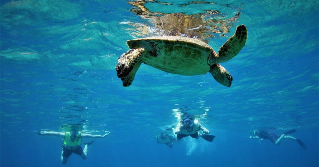 圖片中,一隻海龜在透明的藍色海水中游泳,背後有幾位穿著潛水裝備的人跟隨,展現出和諧的自然與動物互動。