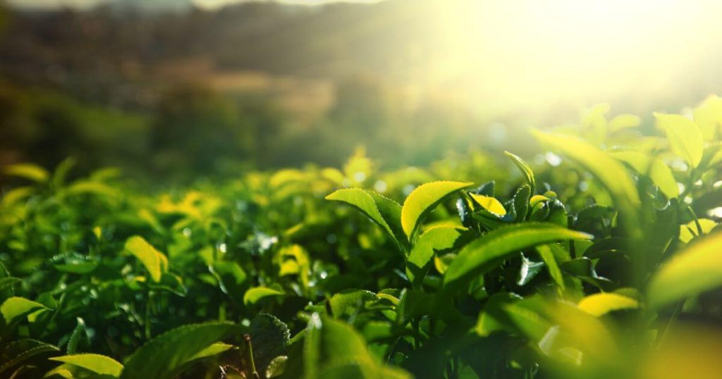 該圖片展示了清晨陽光下的錫蘭茶葉田，近景的茶葉在陽光照射下顯得鮮綠欲滴，背景是模糊的山丘和遠處的風景。這幅圖強調了錫蘭茶產區的自然環境及其茶葉的健康生長環境，象徵著純淨、天然的茶葉品質。