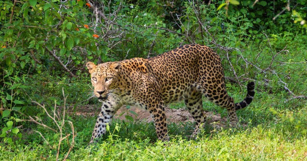 該圖片展示了一隻行走在草叢中的斯里蘭卡豹,豹的斑點皮毛清晰可見,眼神專注,周圍是豐茂的綠色植被,這是斯里蘭卡雅拉國家公園中的野生動物一景。