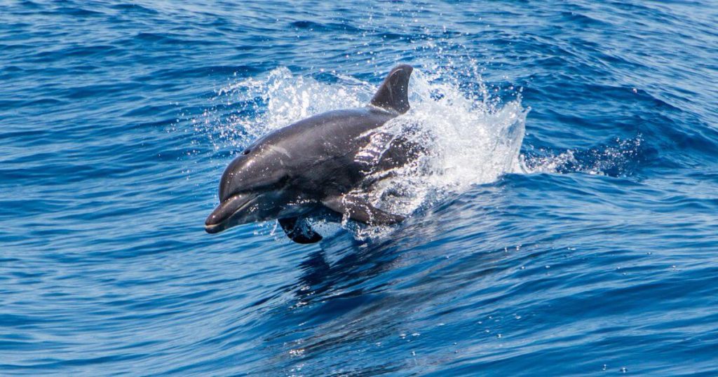 : 圖片展示了一隻瓶鼻海豚在平靜的海面上游動,濺起層層水花,畫面充滿活力,表現出海洋哺乳動物的悠然自得與自然和諧之美。