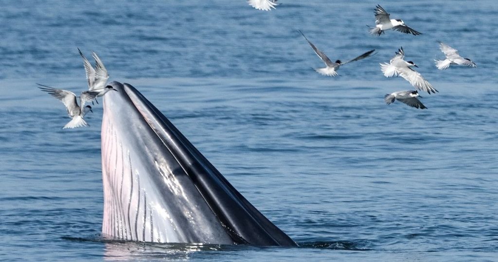 圖片捕捉了布氏鯨張開嘴巴捕捉魚群,空中的鳥群飛舞搶奪著落網的魚,場景展現出布氏鯨捕食時的獨特行為,背景為藍色海洋,富有自然生態的吸引力。
