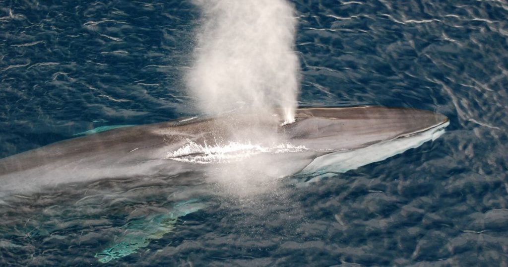 長鬚鯨浮於水面，噴出高高的水柱，周圍的藍色海水襯托出其壯觀的體型，是海洋生物多樣性的重要象徵。