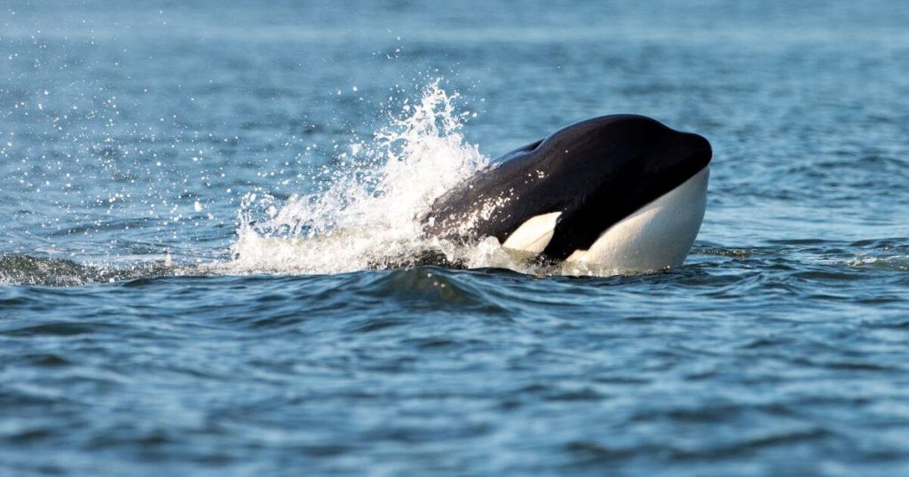 此圖片描繪了一隻虎鯨在水面上遊動，濺起水花，身體的黑白色紋路清晰可見，展現出虎鯨的力量與靈活，背景為平靜的海洋。