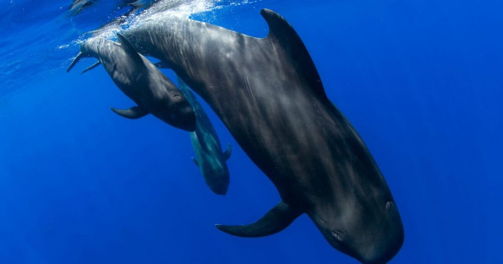 領航鯨家族在深藍的海水中游動，畫面展示了領航鯨的群居特性，帶來濃厚的自然生態氛圍。