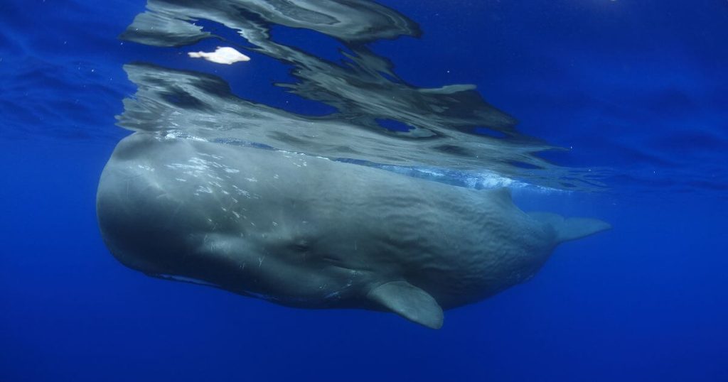 抹香鯨浮在深藍的海水中,頭部龐大而圓潤,呈現其特有的壯觀身影,背景是寧靜的海洋,營造出莊嚴的氛圍。