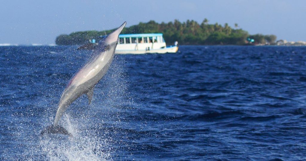 此圖片展示了一隻飛旋海豚從水中跳躍而出，背景為碧藍的海水和遠處的小島，畫面充滿動感和自然生機，令人感受到海洋生物的靈動之美。