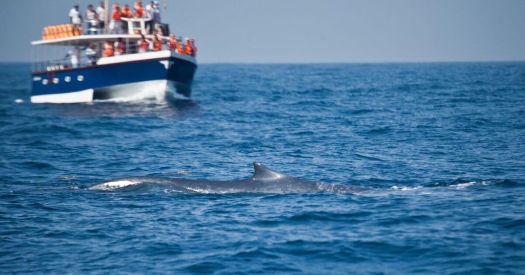圖片展示了一艘滿載遊客的賞鯨船，在斯里蘭卡美蕊沙海域巡航。前景中的鯨魚浮出水面，船上的遊客正聚精會神地觀賞這壯觀的一刻。藍色的大海與遠方的天際線交織，完美記錄了賞鯨旅程的驚喜與美好。