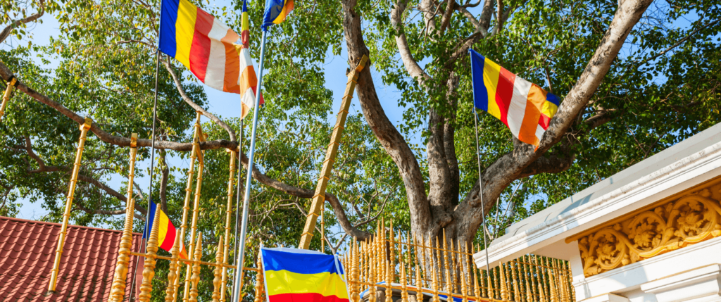 08 2 菩提樹 1672x700