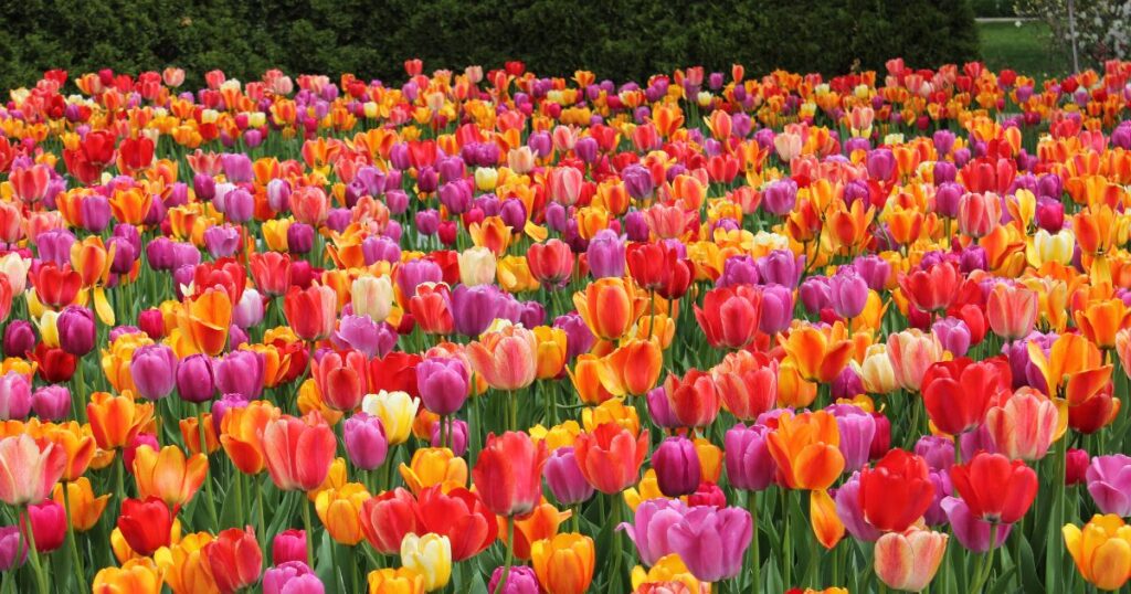 土耳其3月旅遊最適合欣賞鬱金香花海，鬱金香為土耳其國花，在這段期間可以一同共襄盛舉。