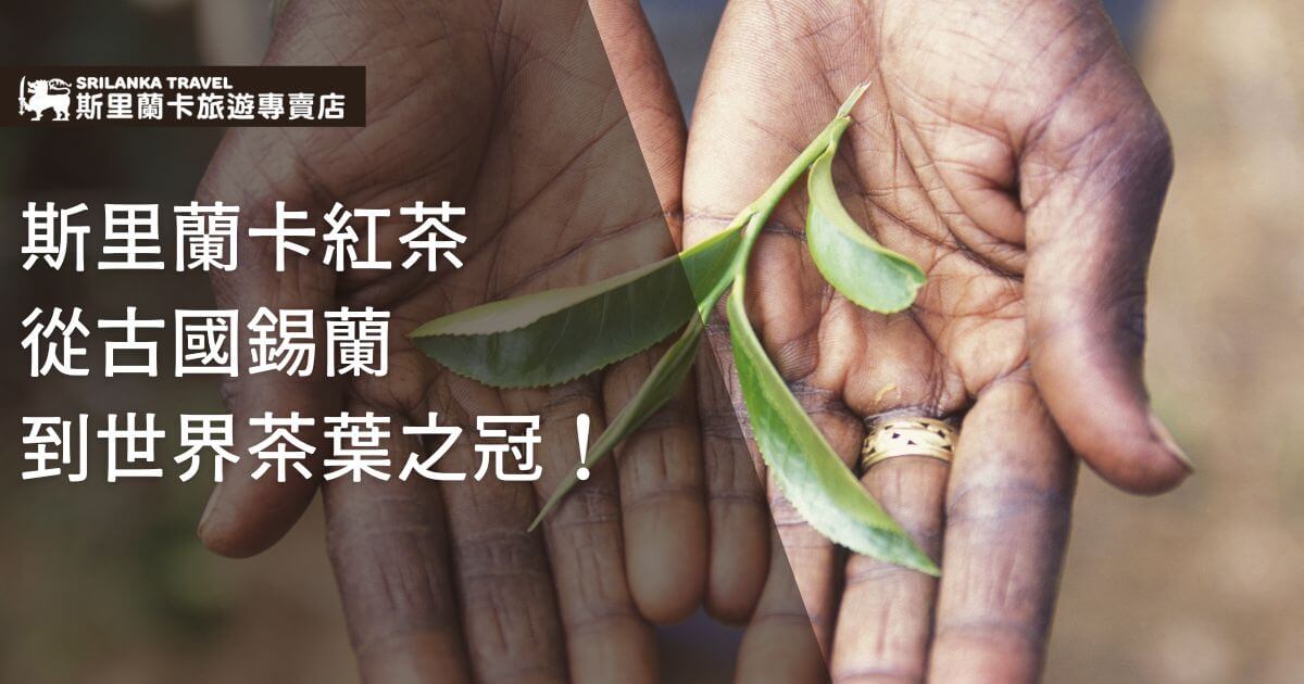 斯里蘭卡的雙手捧著新鮮茶葉，背景朦朧，突出茶葉的重要性，介紹從古國錫蘭到世界聞名的紅茶冠軍。