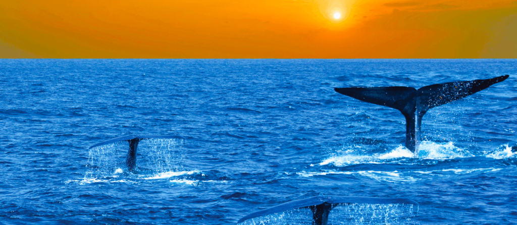 每日行程(賞鯨) D7 1 1540x670