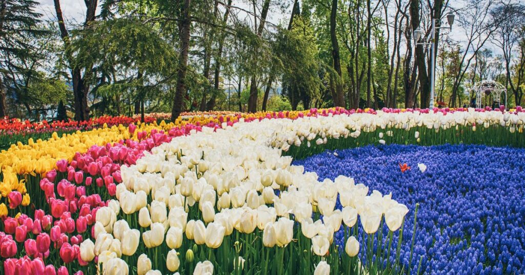 土耳其國花鬱金香會在4月盛開，伊斯坦堡也會舉辦鬱金香節，像是蘇丹艾哈邁德廣場更是鬱金香打卡勝地，五顏六色的鬱金香花毯，引人入勝。