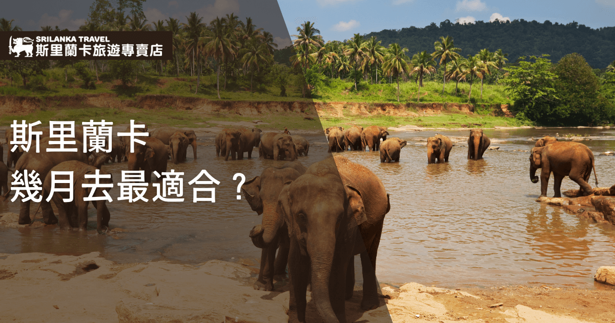 圖片主視覺是一群亞洲象悠閒地在河流中活動，背景是茂密的棕櫚樹林與翠綠山丘，展現斯里蘭卡（Sri Lanka）熱帶自然生態的魅力。畫面左上方有斯里蘭卡旅遊專賣店的標誌，下方以大字體呈現「斯里蘭卡幾月去最適合？」作為主題，讓讀者一眼就能聚焦在旅遊時機的討論。整體色調溫暖明亮，強調適合親近大自然與野生動物觀察的旅遊氣氛，呼應斯里蘭卡最佳旅遊季節主題。