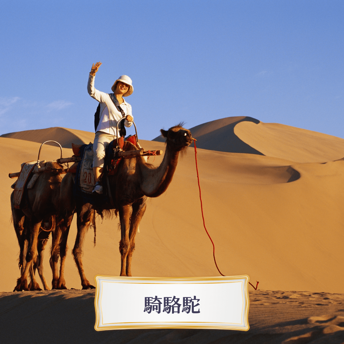 Travelphoto 騎駱駝